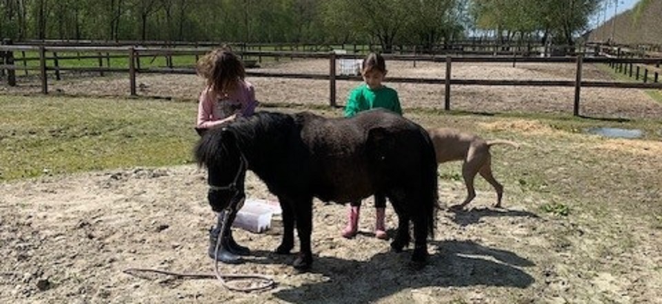 Verzorgpony